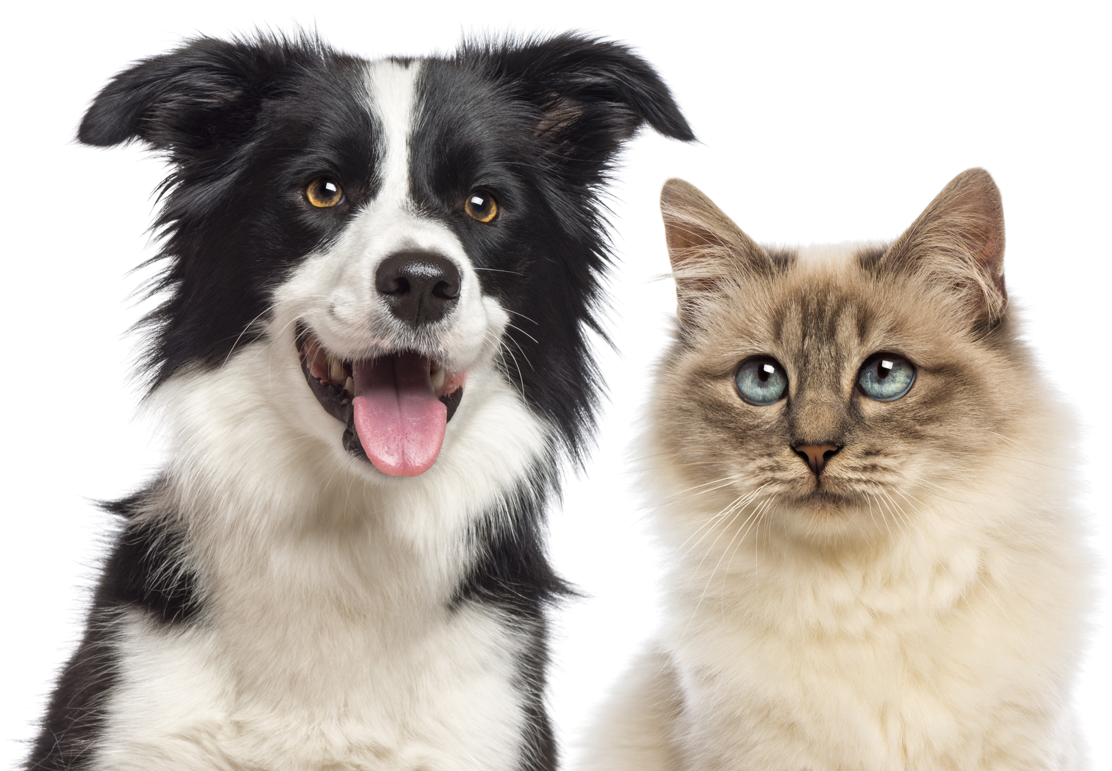Happy dog and cat